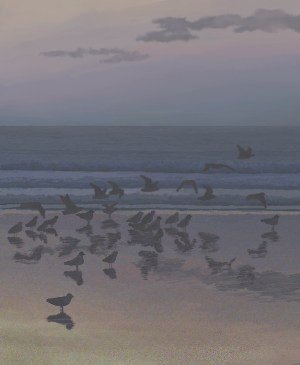 Gulls, evening, 2009. 23cm by 28cm